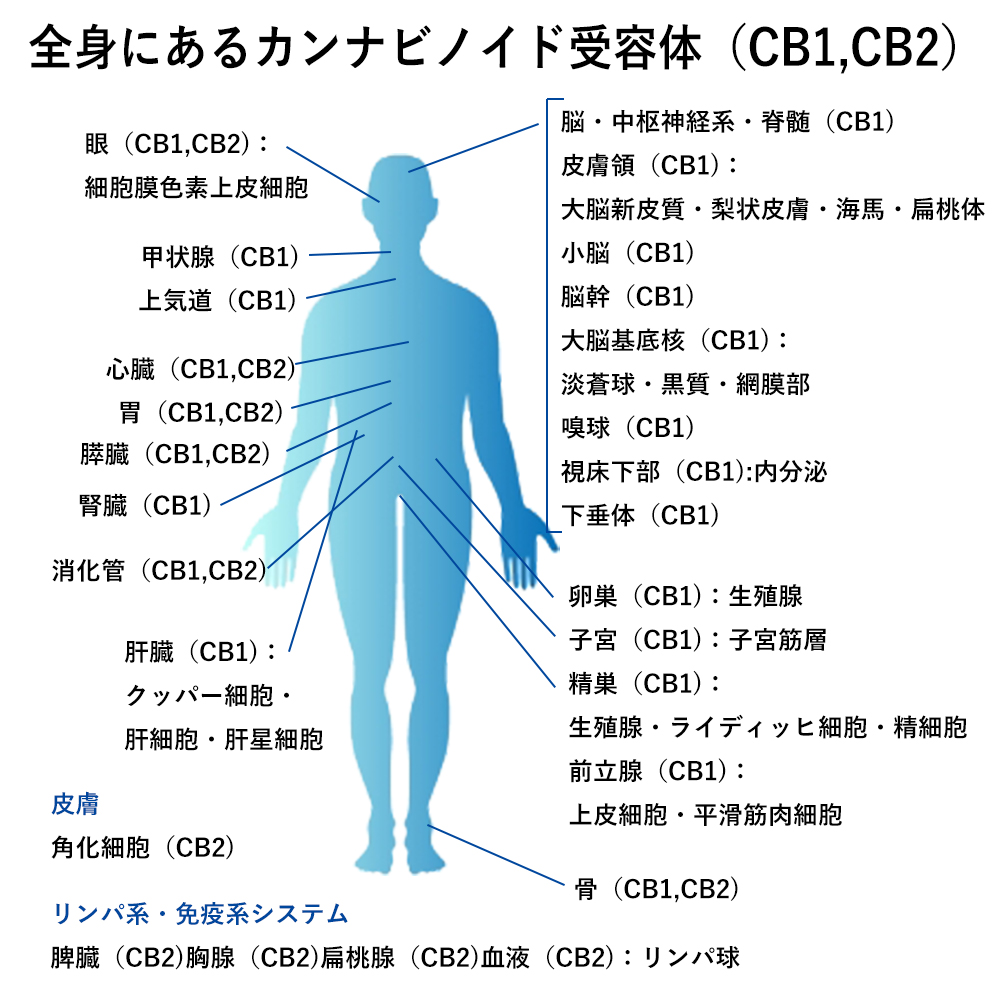 健康,ヘンプオイル,CBD